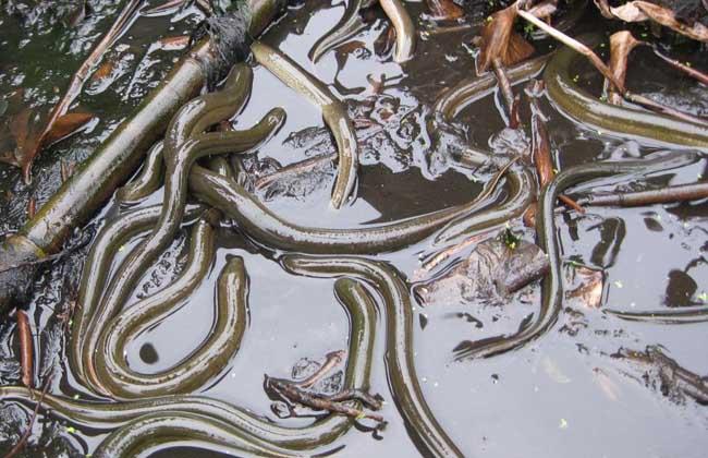 黄鳝养殖如何提高产量?