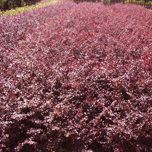 供应红继木|批发供应|温江苗木|城乡绿化苗木|优质彩叶灌木|红花继木