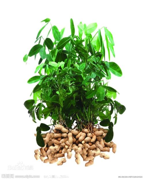 花生的茎(双子叶植物的茎)