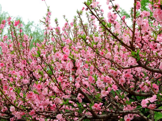 【四月桃花摄影图片】北京风光摄影_行走于山海之间_太平洋电脑网摄影