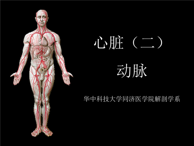 ppt 动脉 体循环 腹主动脉 -壁支    膈下动脉  腰动脉  骶正中动脉
