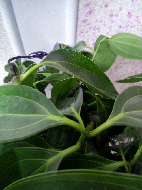 我家的平安树叶子枯萎