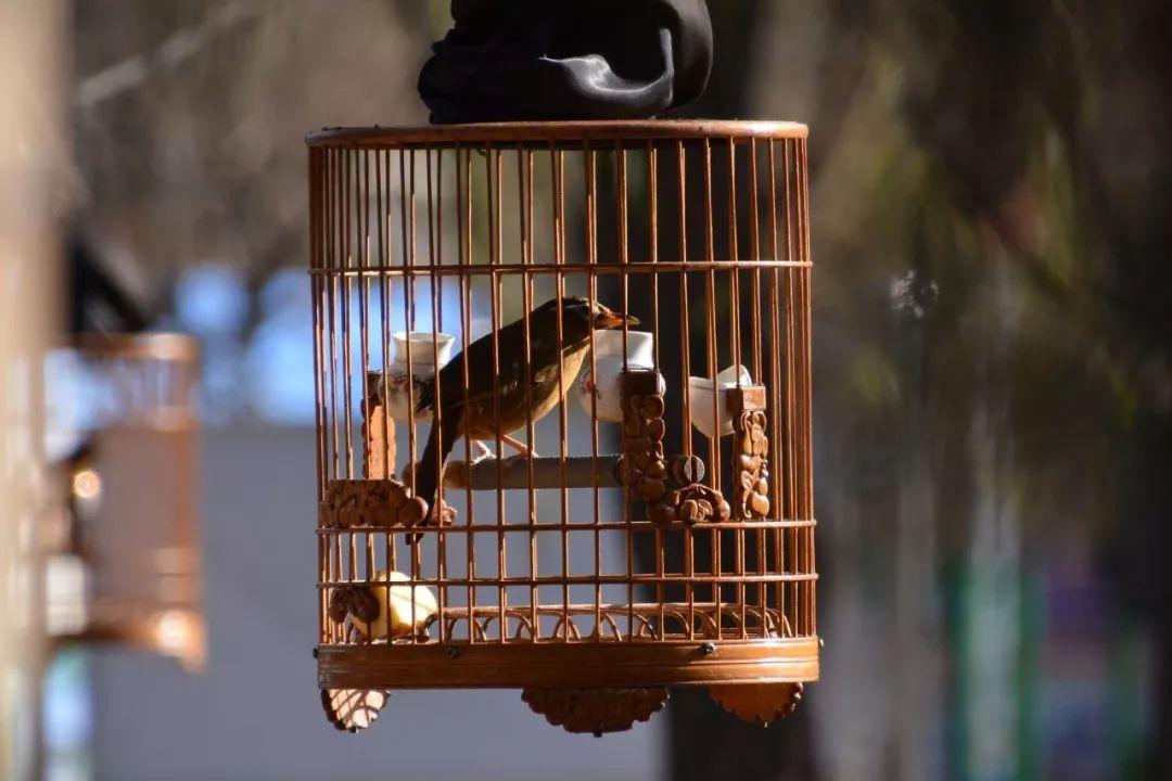 「提笼架鸟」虚心而有节,清脆而高洁,儒取其教化,道取其悠然,释取其