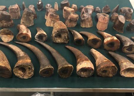 伙同机场人员走私犀牛角823万元 拉海关关员下水被拒