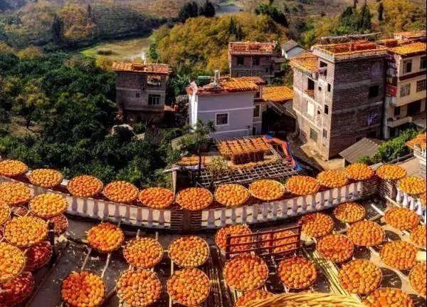 成行【恭城月柿节】10.