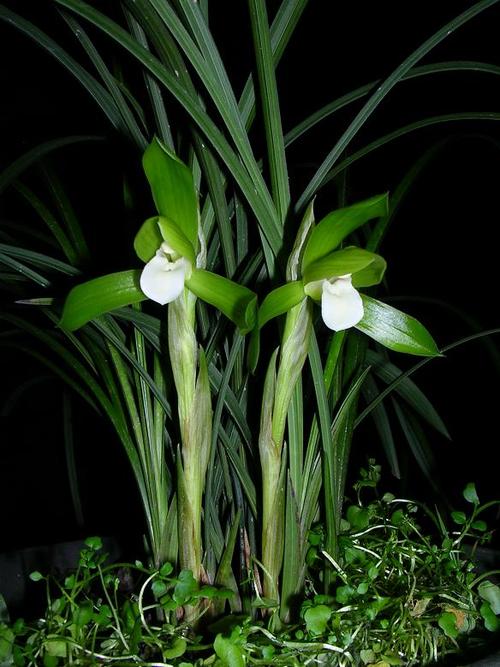 一片冰心在素花-春兰篇-中国兰花交易网社区