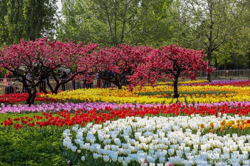 2020-4-17北京植物园