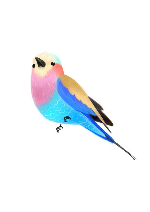 荆棘鸟插画