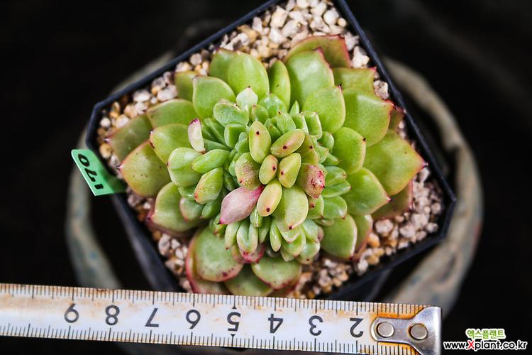 拉霍亚缀化 多肉植物