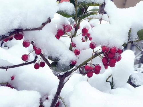 让人开心的冬日雪景