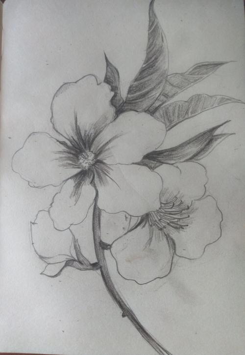 陪你去看桃花朵朵-素描绘画过程