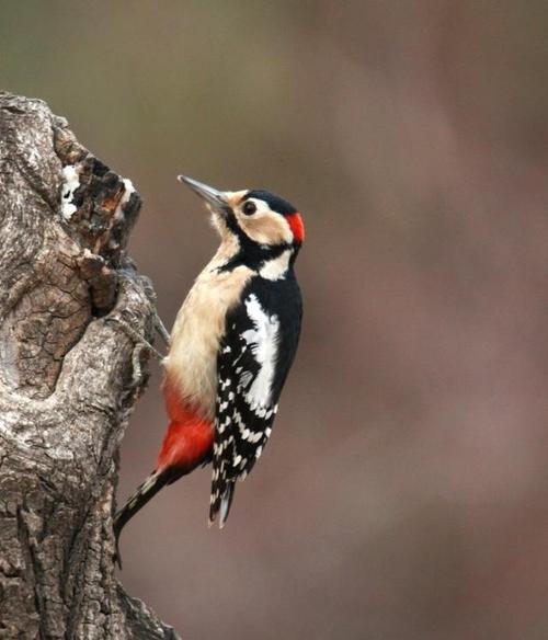 啄木鸟捉虫看似简单,但却影响人类数个行业的科技发展