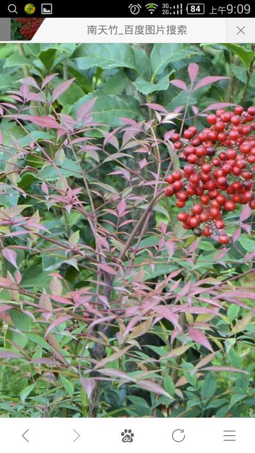 南天竹的叶,果,百度可查证详情.