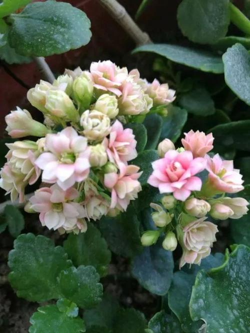 惊艳长寿花风花雪月开花了清新而淡雅