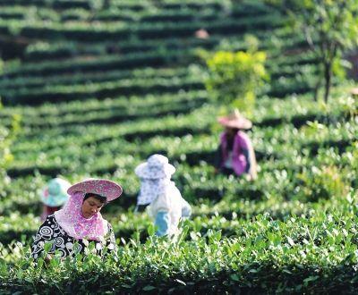安溪茶区刘伯仪/供图