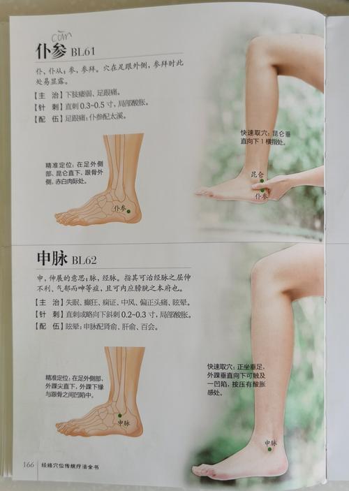 足太阳膀胱经穴位图解