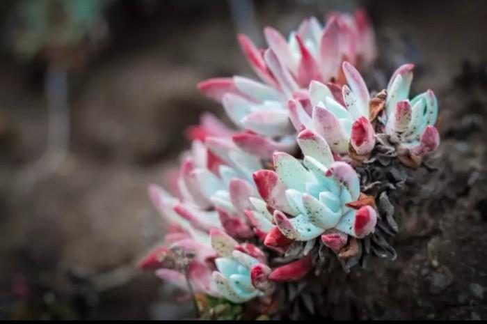 初霜仙女杯,红色的叶片纤长张扬,拥有着火焰般的仙气,魅惑又多彩