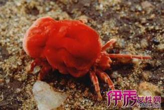 有种像跳蚤一样小的暗红色小虫会咬人是什么虫?