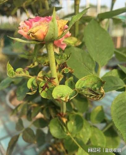 月季的叶片很多瘢痕还畸形芽也黑了怎么回事是小虫在作怪