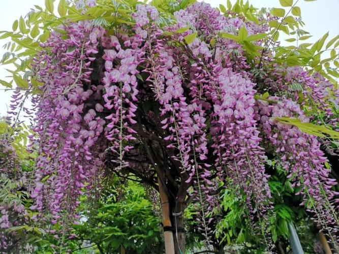 紫藤花已盛开,不仅等风,更等你