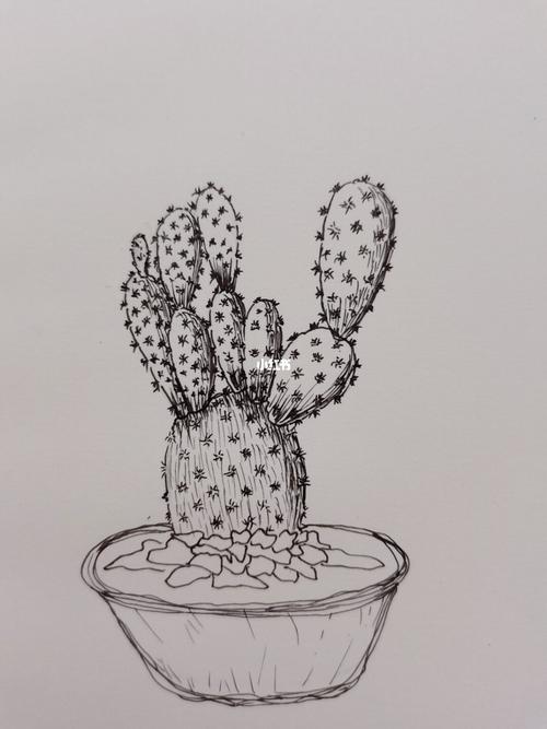 仙人掌91黑白简笔画_简笔画_仙人掌_手绘_针管笔_针管笔手绘_文化
