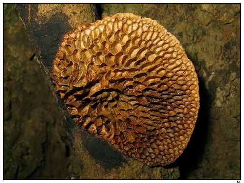 海南野生龙眼树蜂窝灵芝