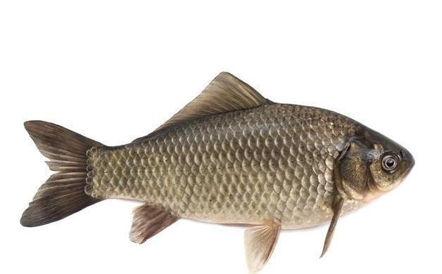 鲫鱼适应性强,繁殖能力强,对生长环境不挑剔,因此产量也很高,从而