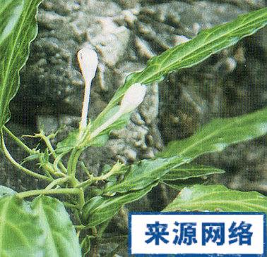 中医 中药方剂 中药视野 正文    【出处】《云南中草药》   【拼音名