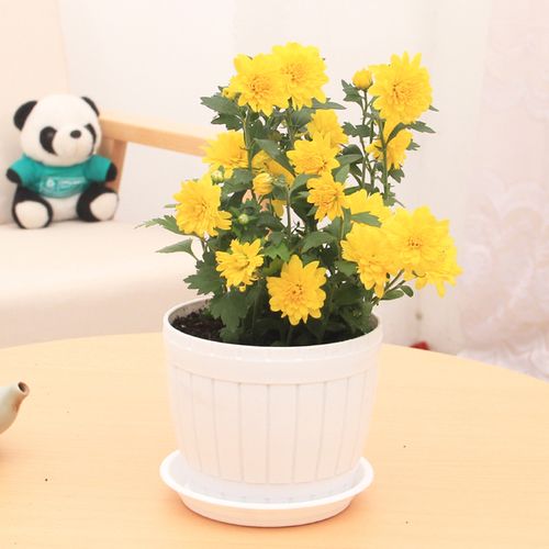 盆栽菊花苗盆栽室内庭院花卉绿植四季耐寒中型菊花带花苞发货包邮