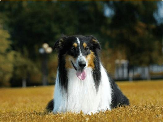 苏格兰牧羊犬的颜色流行趋势