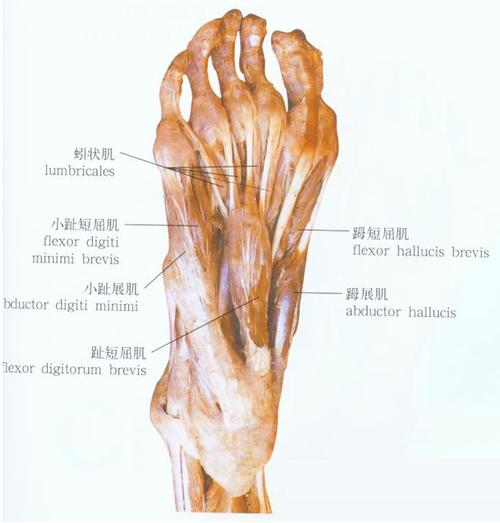 33个关节,20条大小不同的肌肉,并有114条坚强的韧带,以及无数灵敏的