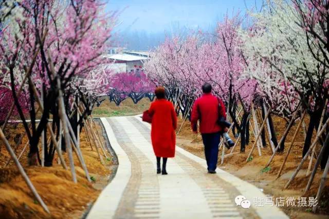 嵖岈山温泉小镇梅园位于嵖岈山风景区窗户台上鲍村.