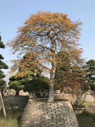 价格实惠 量大从优 产地广西大量供应美国红枫红叶羽毛枫日本红枫广西