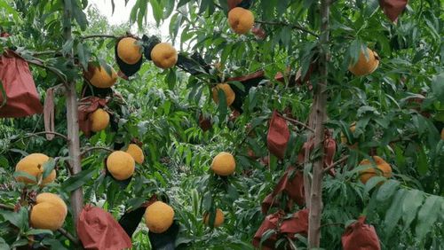 新郑这里有……|黄桃园|采摘|种植|有机肥_网易订阅