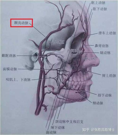颞浅动脉