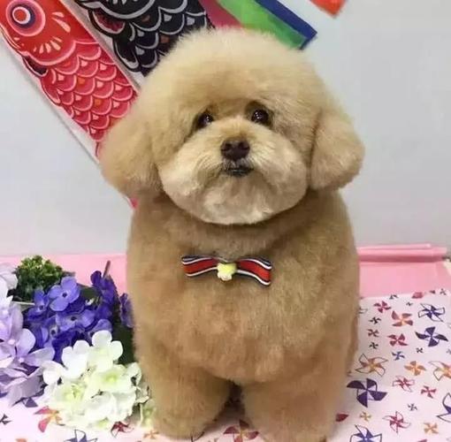 胖泰迪狗图片大全可爱