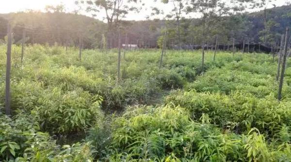巴马甜茶,高糖人群的一种希望