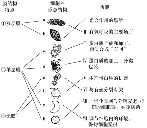 专题06 细胞器-系统内的分工合作 word版含解析