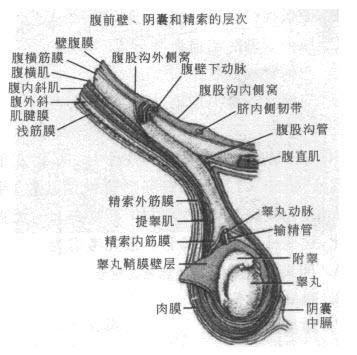 结合所示图像,精索内筋膜对应于腹壁的哪一层()