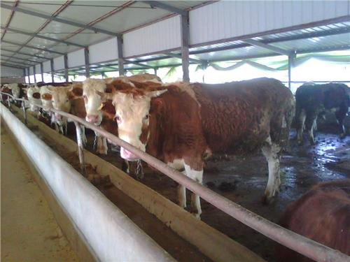 4款小型养牛场平面设计图 10头牛养牛场牛棚建设规划方案图