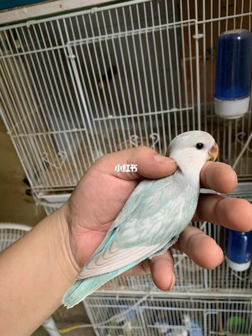 牡丹鹦鹉品种介绍大全【八】边化系列