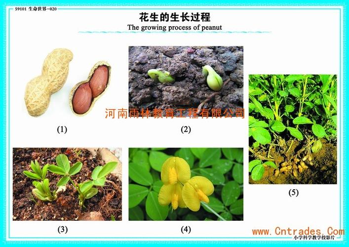 20花生的生长过程