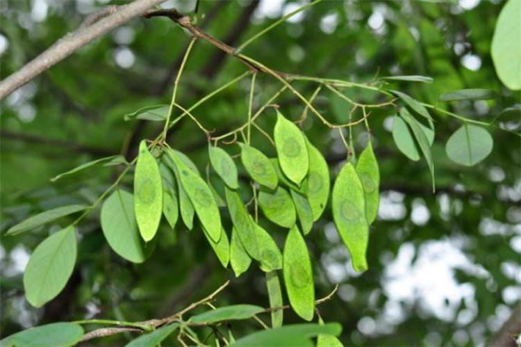 同是被称为"檀木"的树,木质细密,有香味,在农村却当锄头柄用