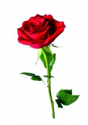 云南下暴雪 郑州市场玫瑰身价翻倍超过情人节价格(图)