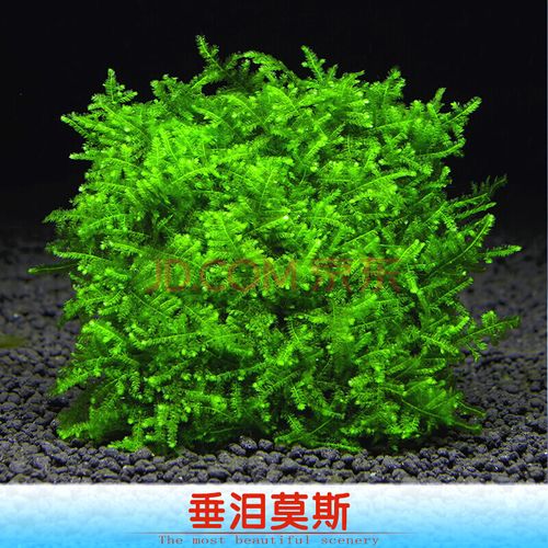 鱼缸沉木造景莫斯阴性活体丝大三角鹿角苔火焰垂泪松茸美凤真水草