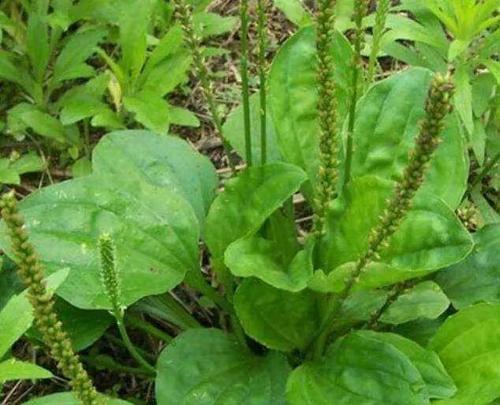 珠海农村小伙伴常见的这些"草",大部分人却不知它的神奇功效.