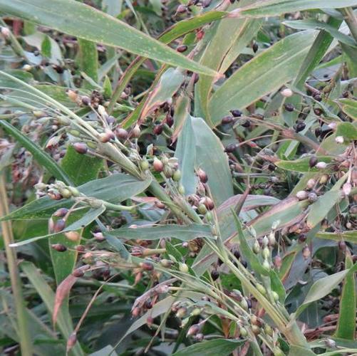 【龙飞种业】 薏米种子/薏苡种子/基地供应薏米种子/河北薏米种子价格