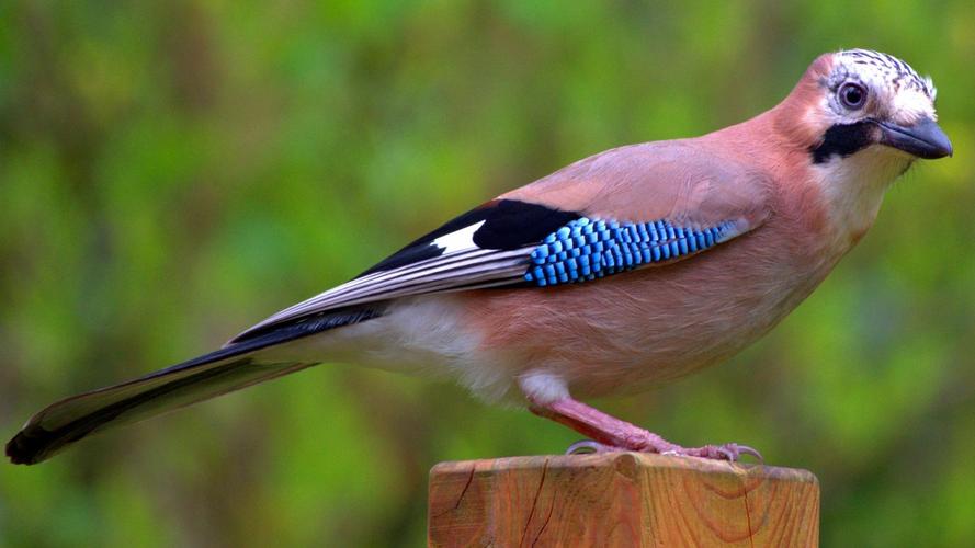 松鸦图片大全,分享一组鸟类合集图片给大家,图中的桌面壁纸壁纸
