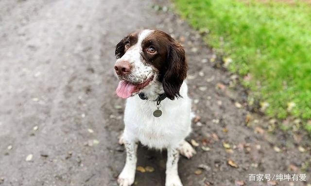 搜救犬冰洁是史宾格犬种.