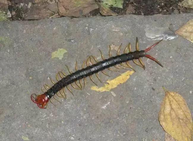 紧急提醒!斗门人要时刻小心这种虫子